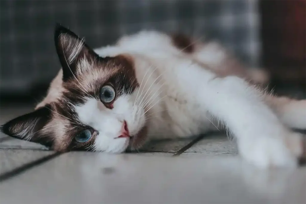 Chocolate point Ragdoll cat lying on its side in a cozy living room, looking directly at the camera.