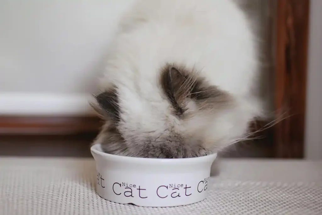 Blue point Ragdoll cat eating from a porcelain bowl in a bright kitchen
