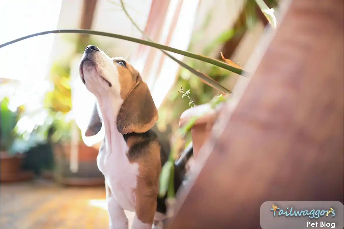 Beagle sniffing indoor houseplants