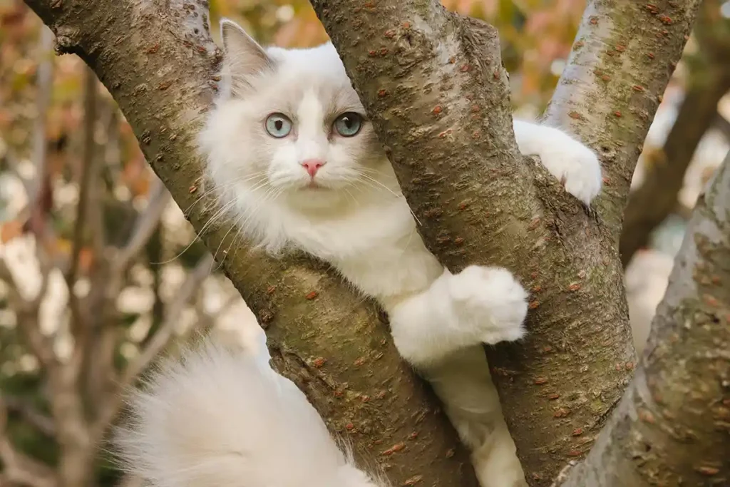Ragdoll cat perched in a tree, clinging to a branch while looking at its owner.