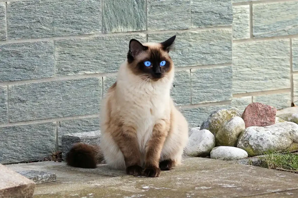 Seal point Ragdoll cat sitting on a patio, gazing at a lush garden.