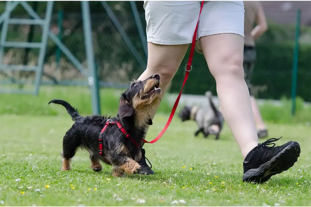Dachshund cross walking attentively beside their owner at a training school, demonstrating perfect leash manners and engagement