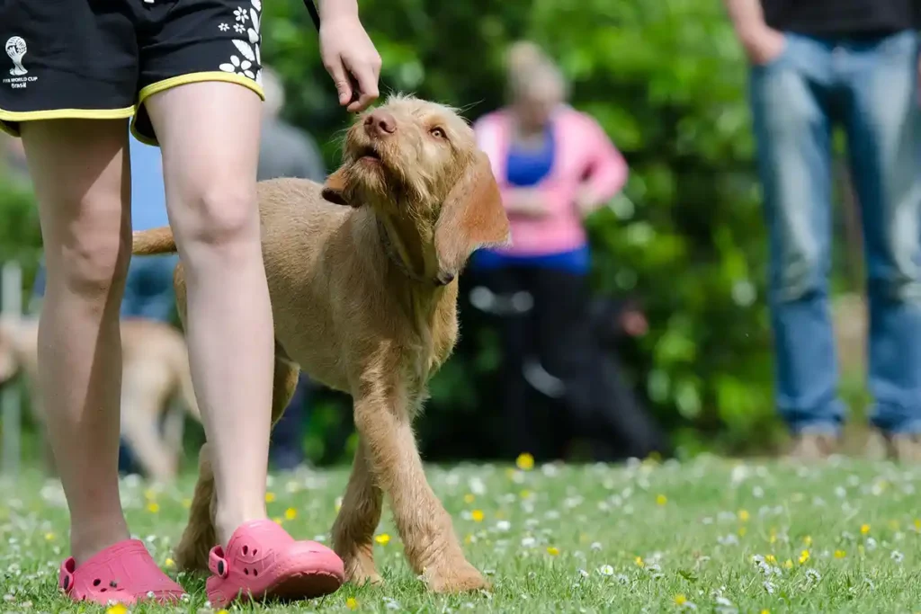 A mixed-breed adolescent puppy learning loose-leash walking through positive reinforcement, walking calmly beside their owner while following a treat lure