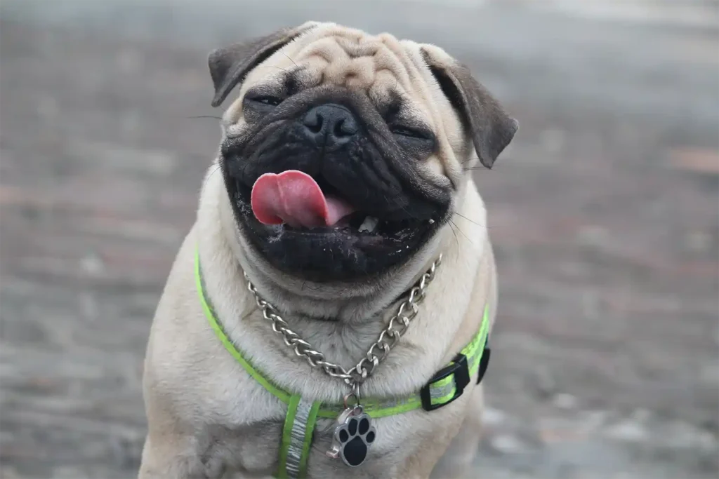 Adorable male pug with half-closed eyes, showing affectionate gaze towards owner