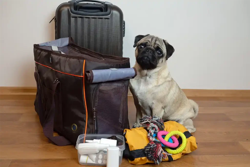 Pug sitting next to emergency kit bags and supplies