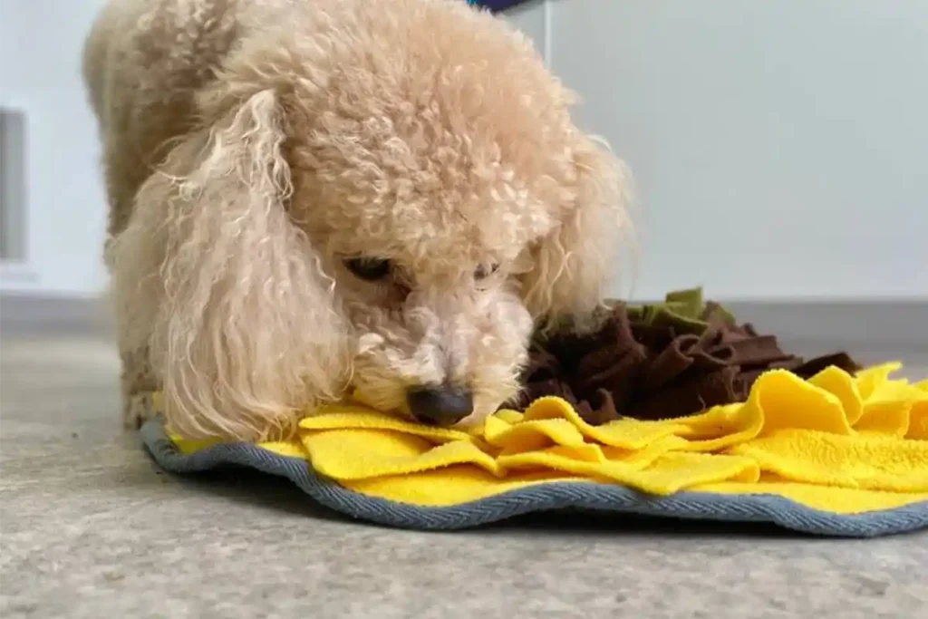 White miniature poodle sniffing and foraging for treats in a green snuffle mat, demonstrating focused engagement in mental enrichment activity