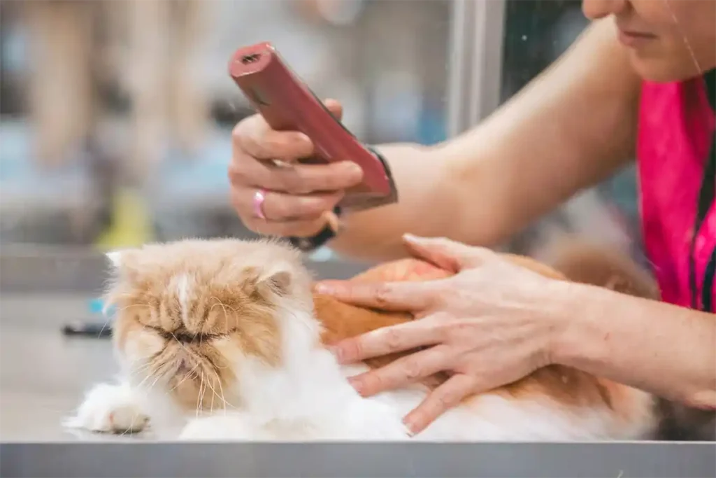 Close-up of a white and ginger Persian male cat lying down during grooming, with a groomer using clippers to trim his coat."