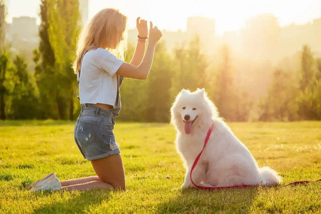 A disinterested white long-haired dog showing resistance during training, while their owner demonstrates patience and proper training posture, illustrating common training challenges
