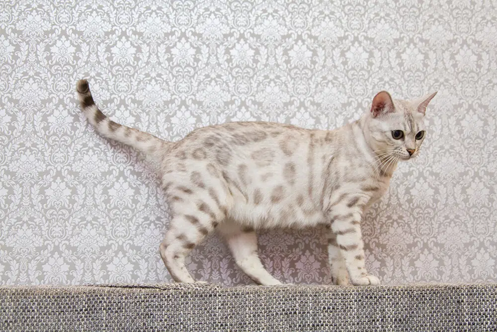 Snow Lynx Bengal cat displaying confident personality with tail held high, showing characteristic breed traits while interacting with owner