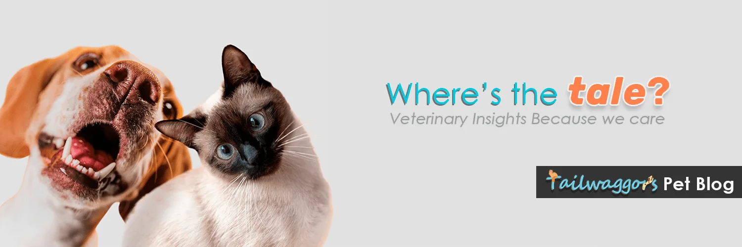 A playful beagle and a curious Siamese cat on Tailwaggors' social banner 300px with the text: 'Where's the tale? Veterinary Insights Because we care.' Tailwaggors logo displayed.