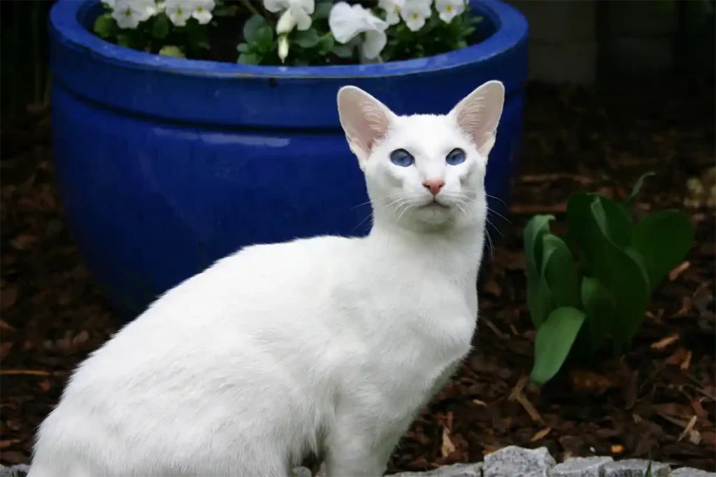 Foreign White Siamese cat showcasing pure white coat and brilliant blue eyes with modern wedge-shaped head and slender build