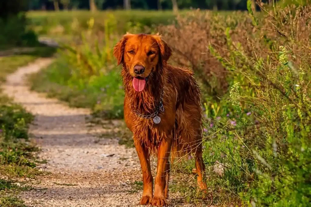 Red Golden Retriever in outdoor hunting scene, wet and panting