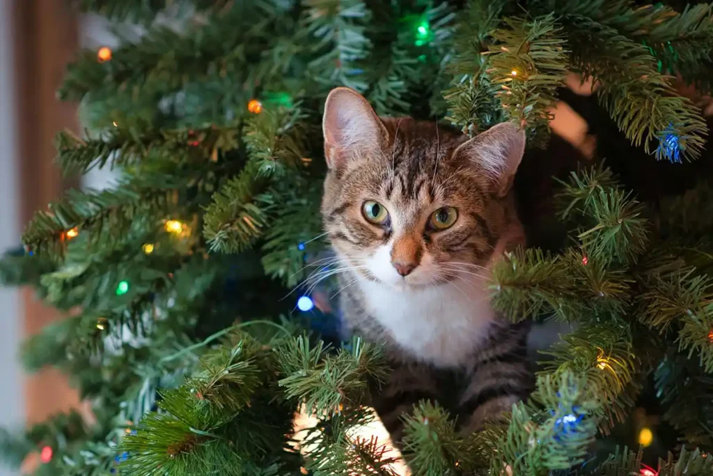 Tabby-white male cat sitting in a Christmas tree, looking directly at the camera, surrounded by festive decorations.