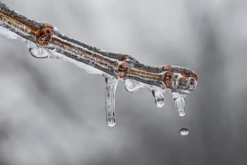 Close-up of a twig covered in ice, with droplets of melting ice highlighting the transition to warmer weather.