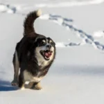 Large mixed-breed dog running joyfully through deep snow, kicking up powder with a playful expression