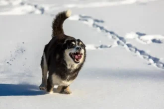 Large mixed-breed dog running joyfully through deep snow, kicking up powder with a playful expression
