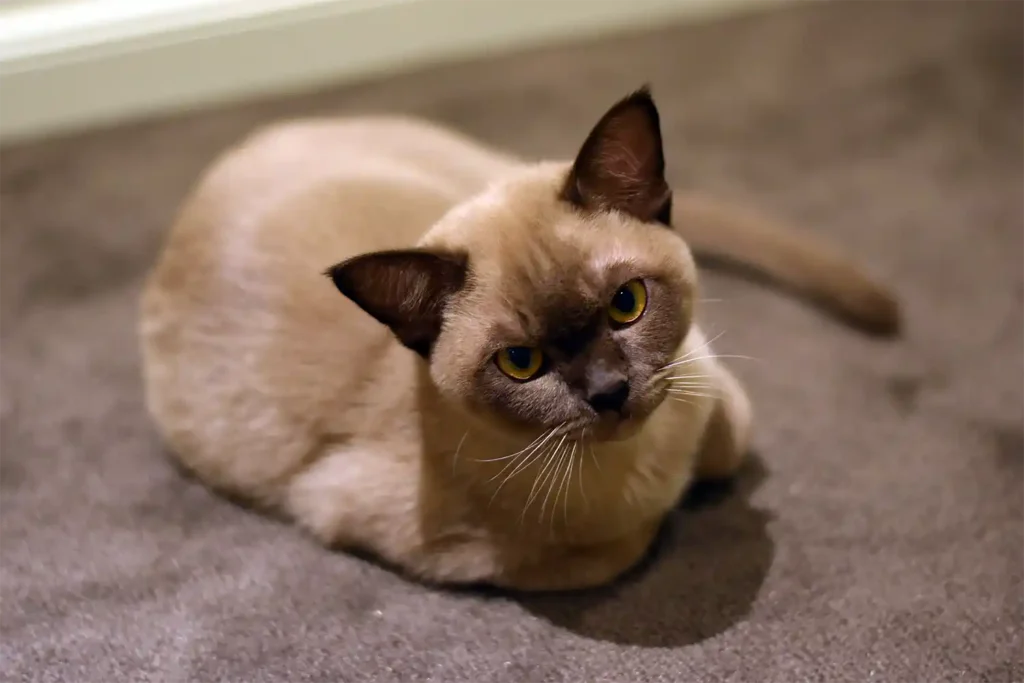Sweet Burmese cat lying on a carpet, gazing affectionately at the camera while waiting for its owner."