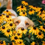 Russian Spaniel Bingo sitting in a dog-safe garden with colorful flowers, looking at owner. Pet-friendly backyard with non-toxic plants and secure fencing