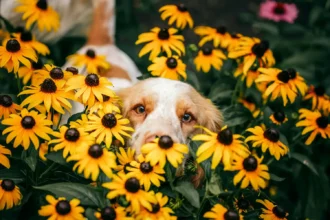 Russian Spaniel Bingo sitting in a dog-safe garden with colorful flowers, looking at owner. Pet-friendly backyard with non-toxic plants and secure fencing