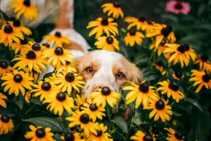 Russian Spaniel Bingo sitting in a dog-safe garden with colorful flowers, looking at owner. Pet-friendly backyard with non-toxic plants and secure fencing