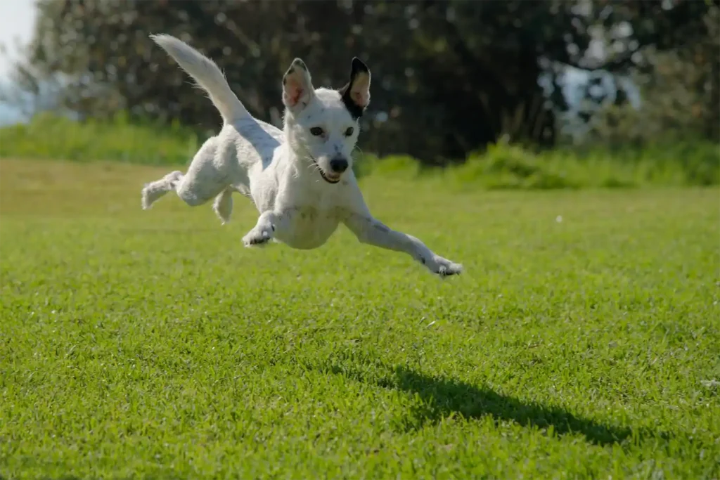 Fox Terrier crossbreed joyfully jumping in a dog-friendly backyard, trying to catch something. A safe and enriching pet-friendly garden setup.