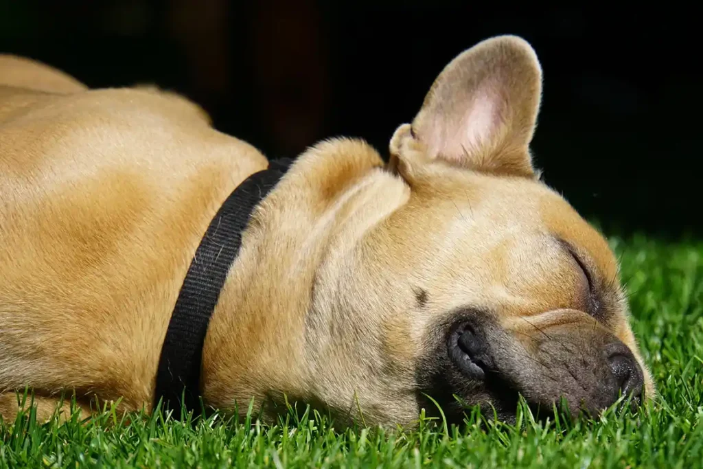 French bulldog lying on its side with eyes closed, demonstrating CPR steps for pets."