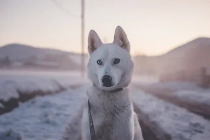 Husky sitting on a snow-dusted road with a dusk-lit backdrop of snow-covered fields and a farmhouse.