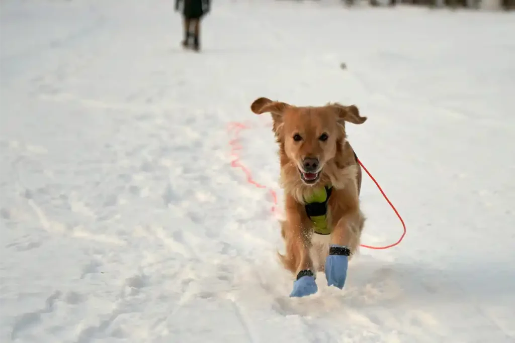 Large breed dog running in the snow wearing protective booties and a harness, enjoying a winter day.