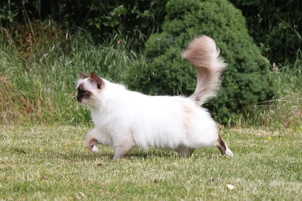 Beautiful seal point Birman cat walking on a green lawn, following its owner with a gentle and affectionate gaze.