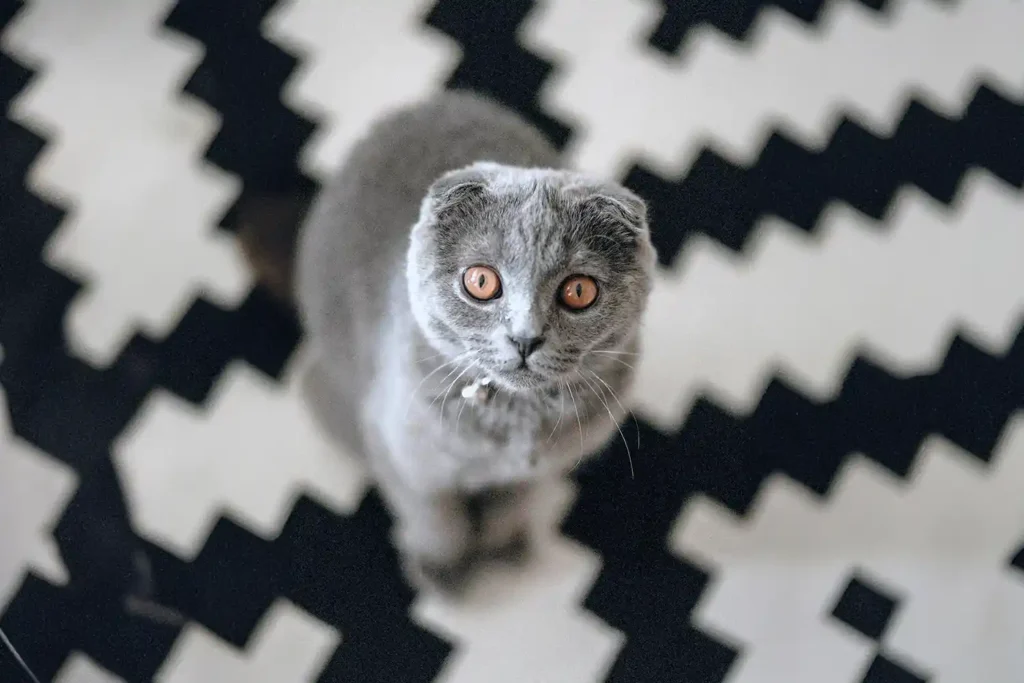 Scottish Fold cat with distinctive folded ears, resting comfortably and gazing affectionately at the camera.